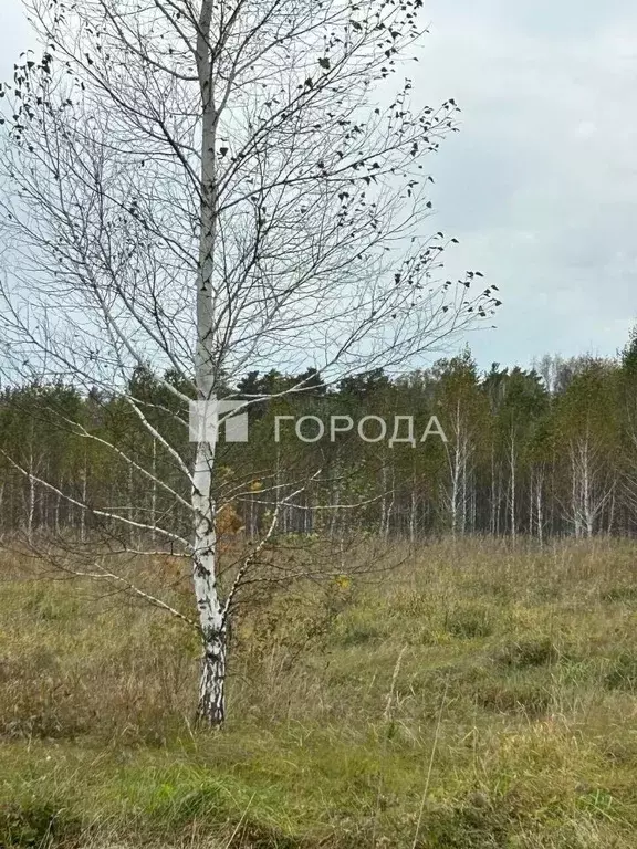 Участок в Алтайский край, Первомайский район, с. Фирсово проезд ... - Фото 1