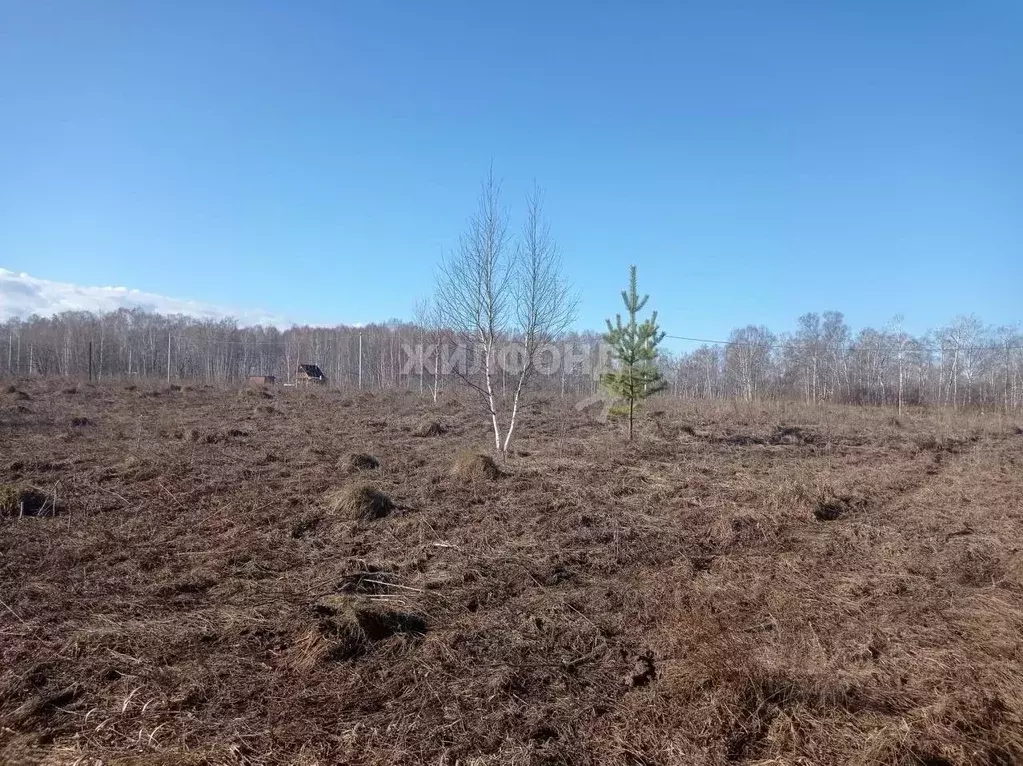 Участок в Новосибирская область, Мошковский район, Индия кп, ... - Фото 0