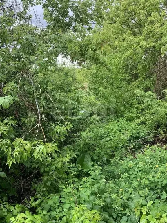 Участок в Белгородская область, Вейделевка рп ул. Свободы, 149 (18.4 ... - Фото 1