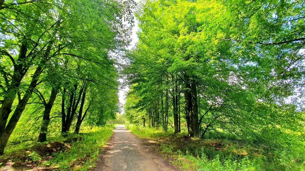 Участок в Московская область, Рузский муниципальный округ  (6.0 сот.) - Фото 2