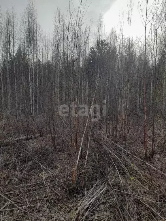 Участок в Свердловская область, Екатеринбург Северка-1 садоводческий ... - Фото 0