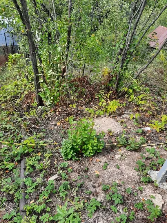 Участок в Нижегородская область, Нижний Новгород Маяк садовое ... - Фото 1