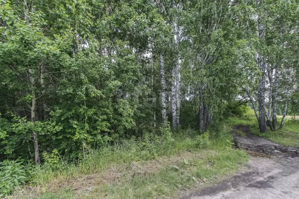 Участок в Тюменская область, Тюменский муниципальный округ Р-404, 23-й ... - Фото 1