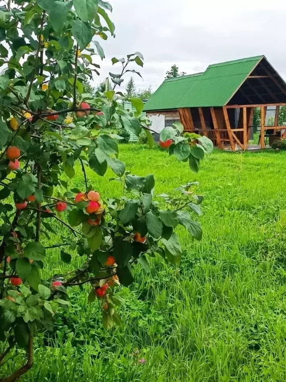 Участок в Хабаровский край, Хабаровский район, с. Рощино Майская ул., ... - Фото 1