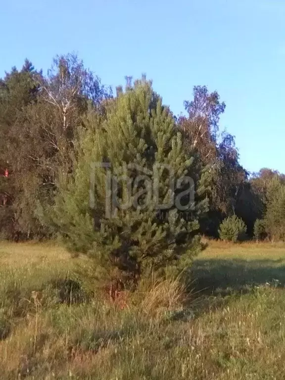 Участок в Красноярский край, Емельяновский район, Никольский ... - Фото 1