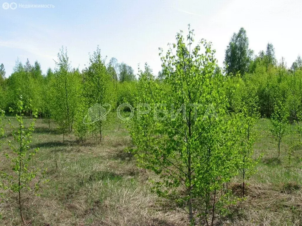 Участок в СНТ Березняки (220 м) - Фото 1