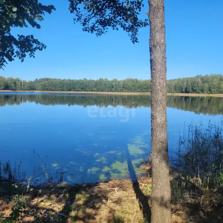 Участок в Владимирская область, Муром д. Сафоново,  (15.0 сот.) - Фото 2