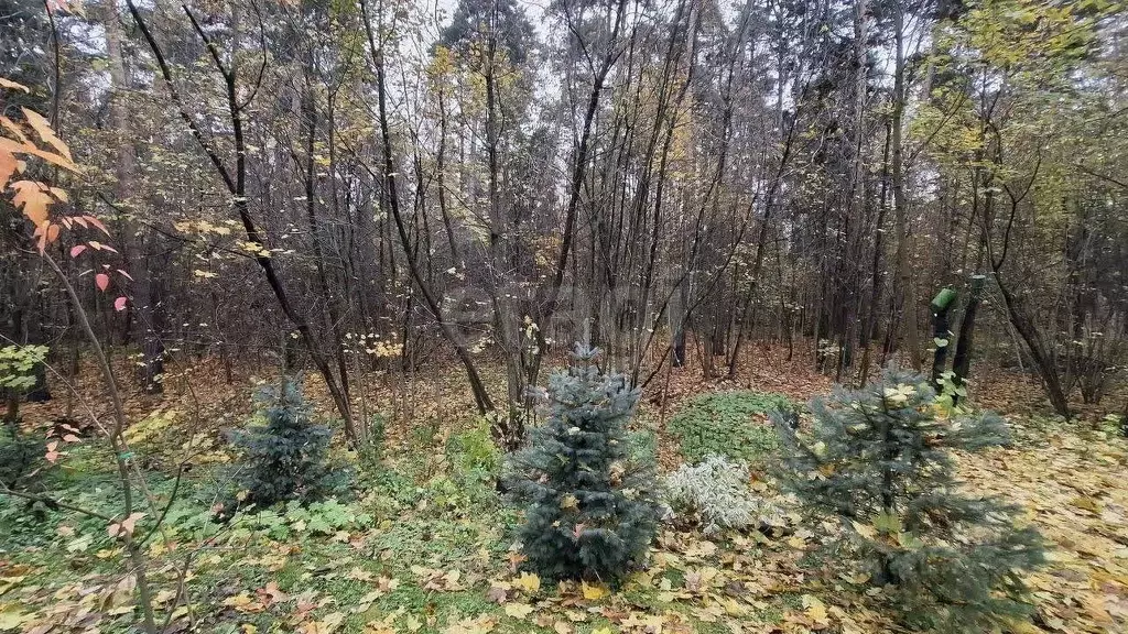 Участок в Московская область, Королев ул. Сосновый Бор (5.0 сот.) - Фото 2