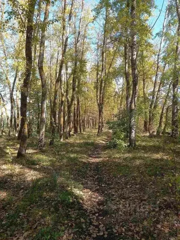 Дом в Пензенская область, Лунинский район, с. Большой Вьяс ... - Фото 1