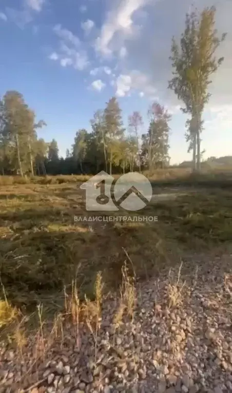 Участок в Новосибирская область, Новосибирский район, Морской ... - Фото 1