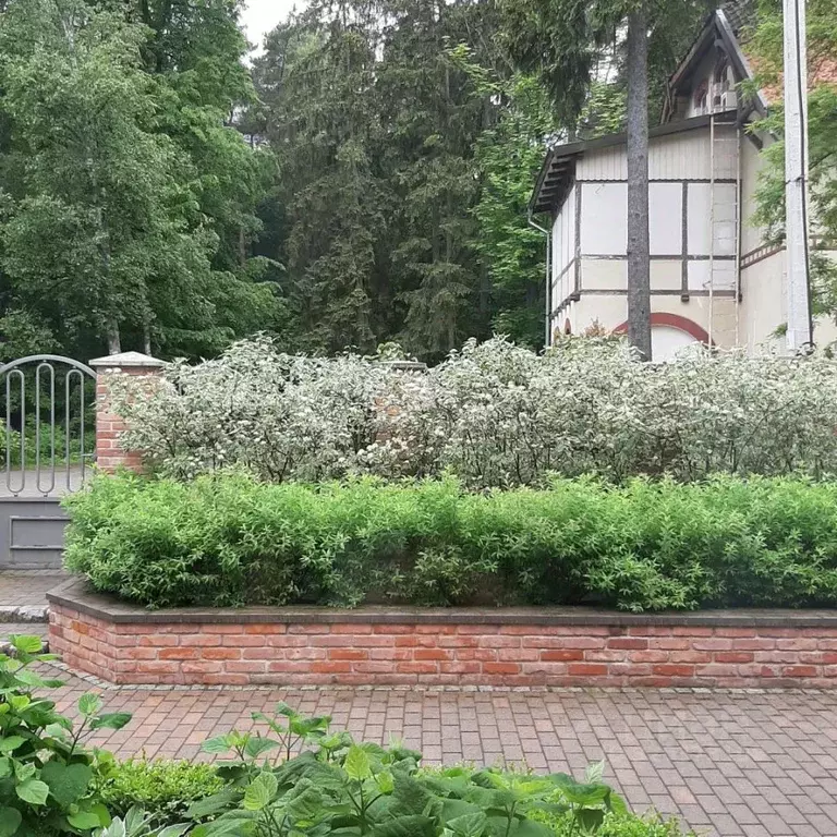 Дом в Калининградская область, Светлогорск Калининградский просп., 19А ... - Фото 2
