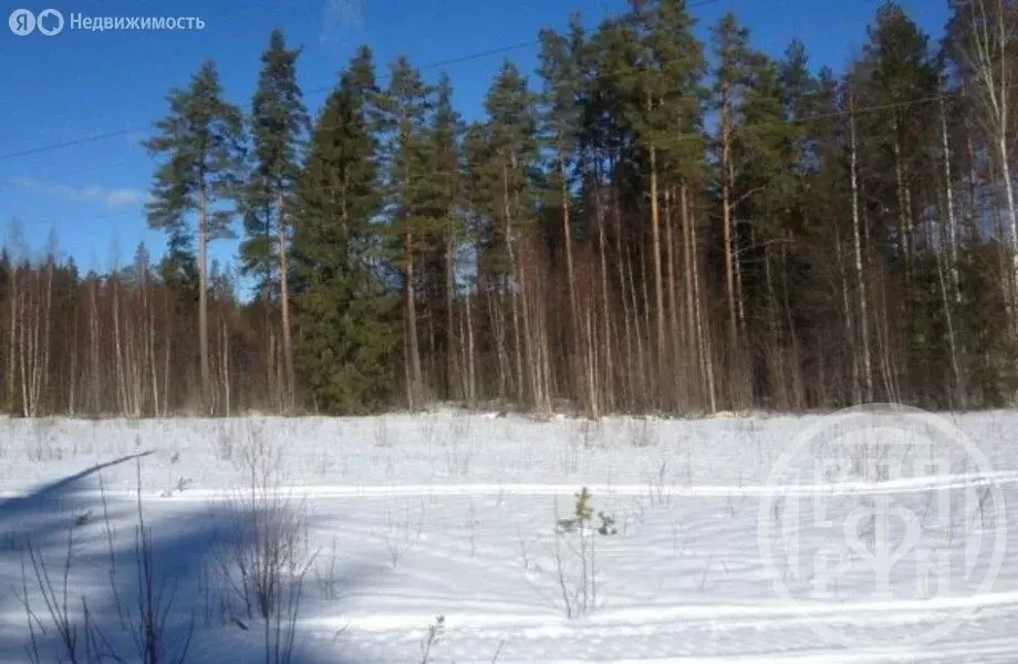 Участок в деревня Светлое, Солнечная улица, 10Б (10.81 м) - Фото 1