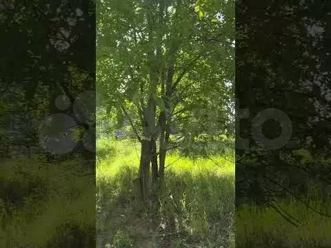 Участок 21 сот. (ИЖС) - Фото 1