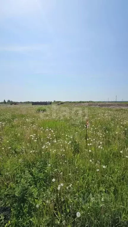 Участок в Тюменская область, Тюменский район, с. Чикча  (8.12 сот.) - Фото 1