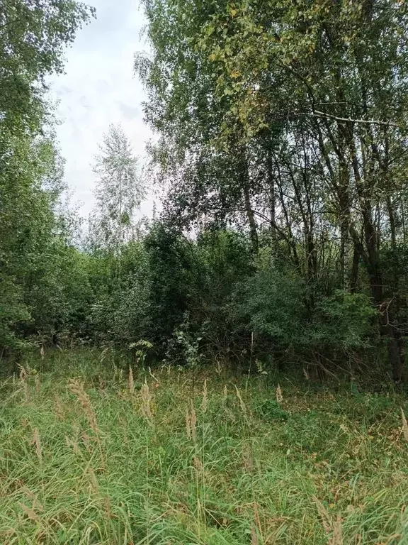 Участок в Московская область, Шатура муниципальный округ, д. Дмитровка ... - Фото 1