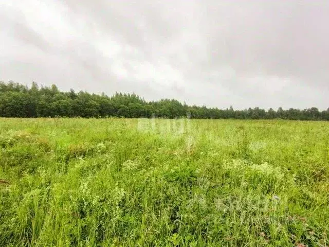 Участок в Новосибирская область, Колыванский район, д. Большая ... - Фото 0