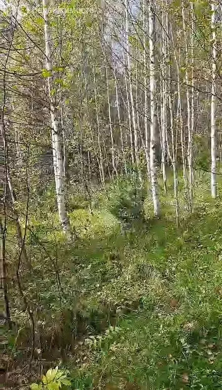 Участок в Таштагол, Кирпичная улица (15 м) - Фото 2