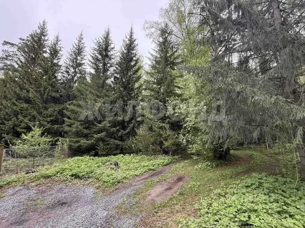 Участок в Новосибирская область, Новосибирский район, Барышевский ... - Фото 1