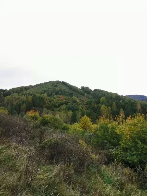 Участок в Алтайский край, Белокуриха ул. Угрюмова (9.97 сот.) - Фото 1