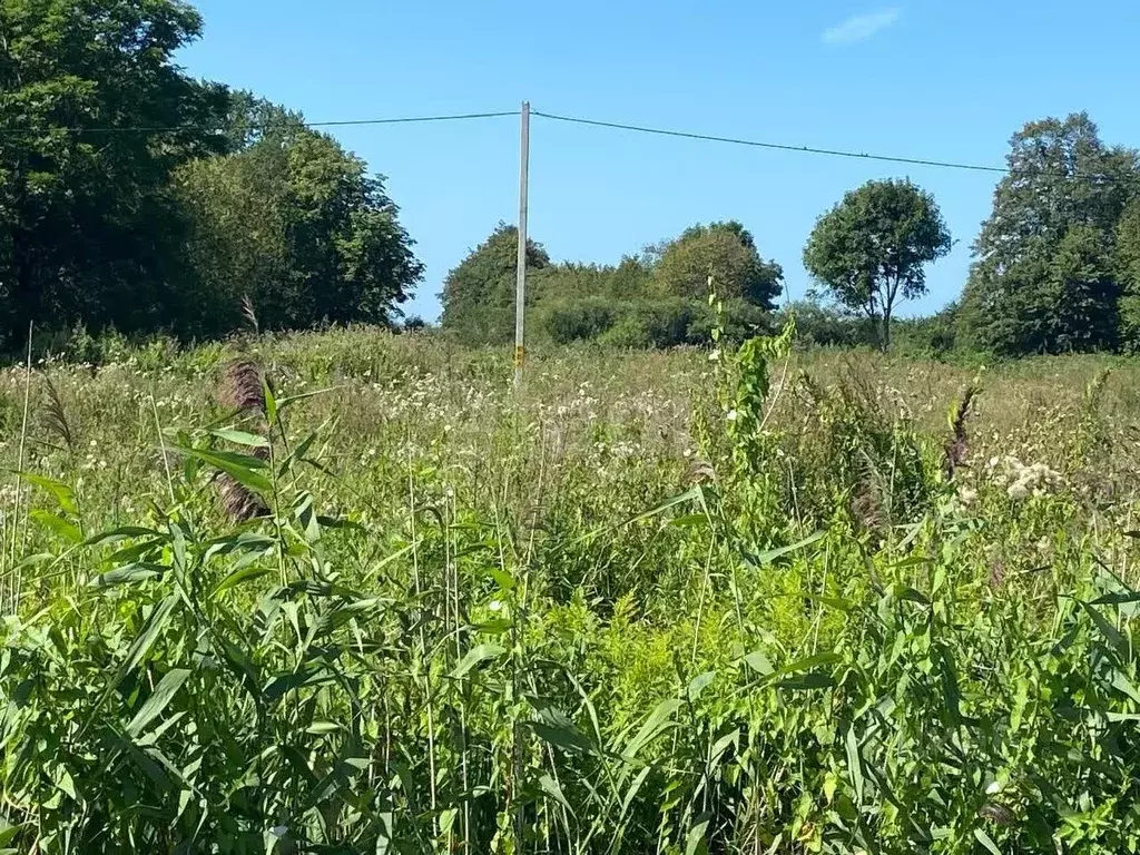 Участок в Калининградская область, Гурьевский муниципальный округ, ... - Фото 2