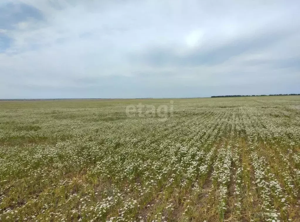 Участок в Крым, Сакский район, с. Штормовое ул. Ленина, 1 (502.5 сот.) - Фото 0