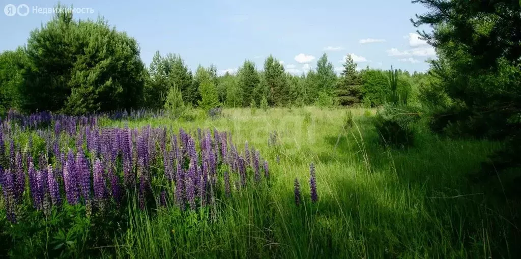 Участок в Нижегородская область, Сосновский муниципальный округ, ... - Фото 1