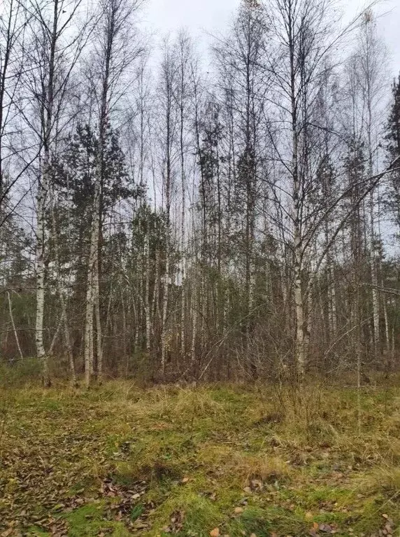 Участок в Московская область, Шатура муниципальный округ, д. Лемешино  ... - Фото 1