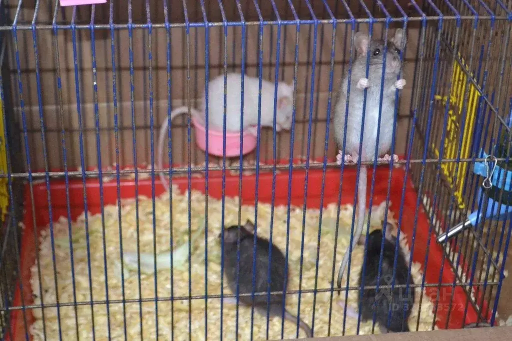 Помещение свободного назначения в Ростовская область, Волгодонск ... - Фото 2