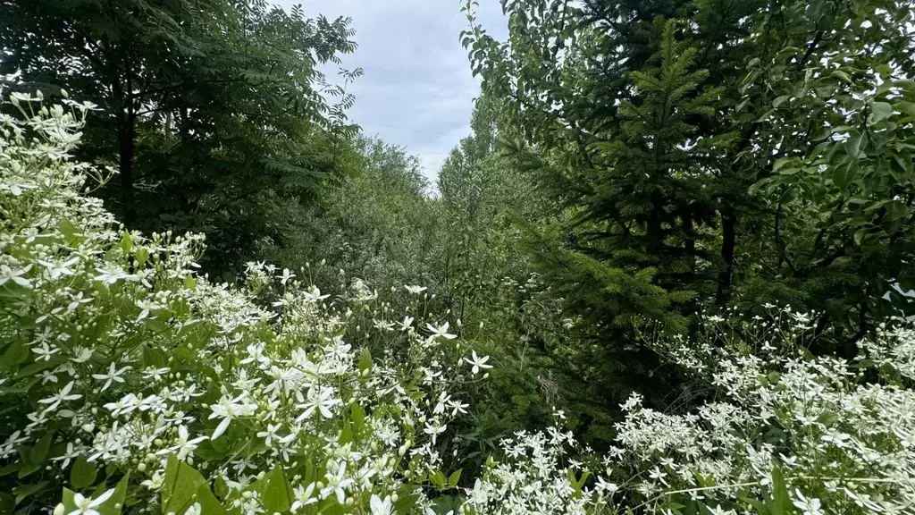 Участок в Челябинская область, Сосновский муниципальный округ, ... - Фото 0