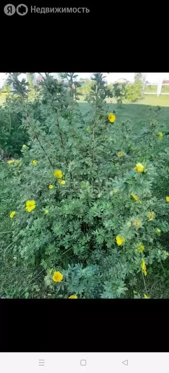 Дом в Новосибирская область, Коченёвский муниципальный район, СНТ СН ... - Фото 2