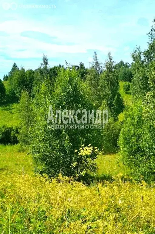 Участок в Приозерский район, Сосновское сельское поселение, деревня ... - Фото 2