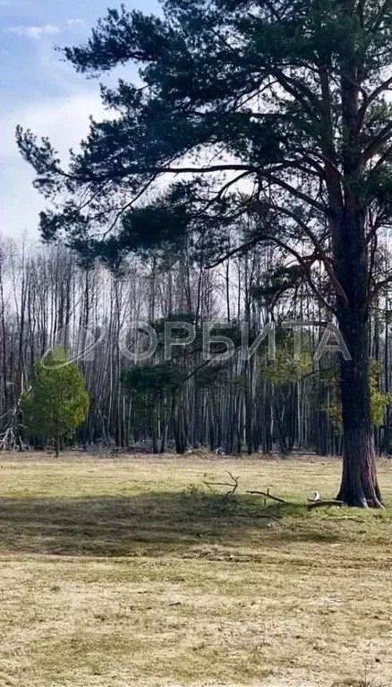 Участок в Тюменская область, Нижнетавдинский муниципальный округ, пос. ... - Фото 1