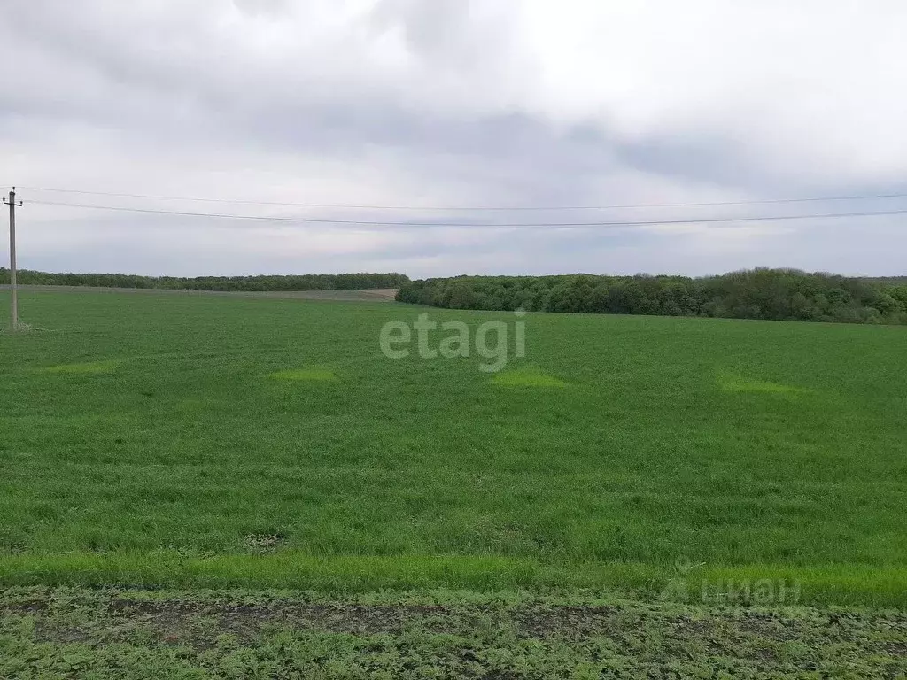 Участок в Белгородская область, Красногвардейский район, ... - Фото 2