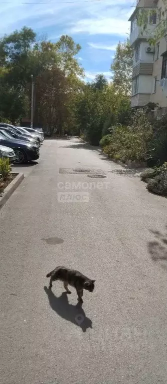 1-к кв. Севастополь просп. Октябрьской Революции, 35 (30.5 м) - Фото 2