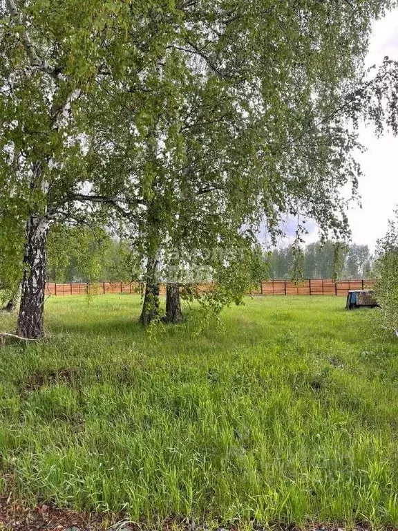 Участок в Новосибирская область, Новосибирский район, Сибирские ... - Фото 0