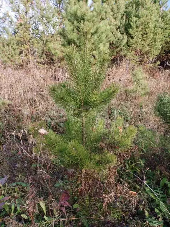 Участок в Тюменская область, Нижнетавдинский муниципальный округ, д. ... - Фото 2