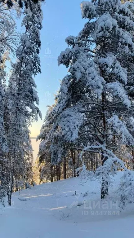 Участок в Ленинградская область, Волховский район, Кисельнинское ... - Фото 0