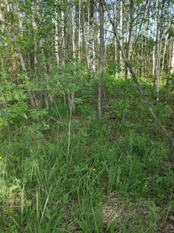 Участок, 15 сот., поселения (ижс) - Фото 1