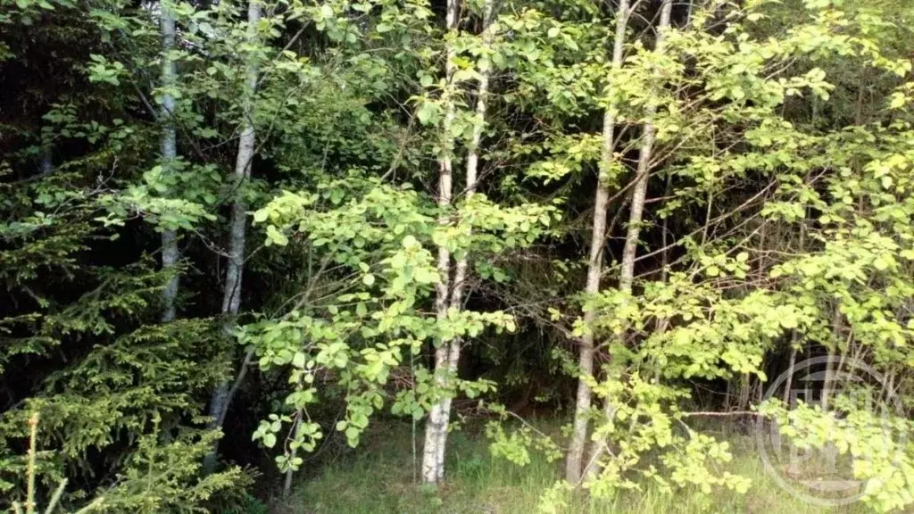 Участок в Ленинградская область, Выборгский район, Гончаровское с/пос, ... - Фото 2