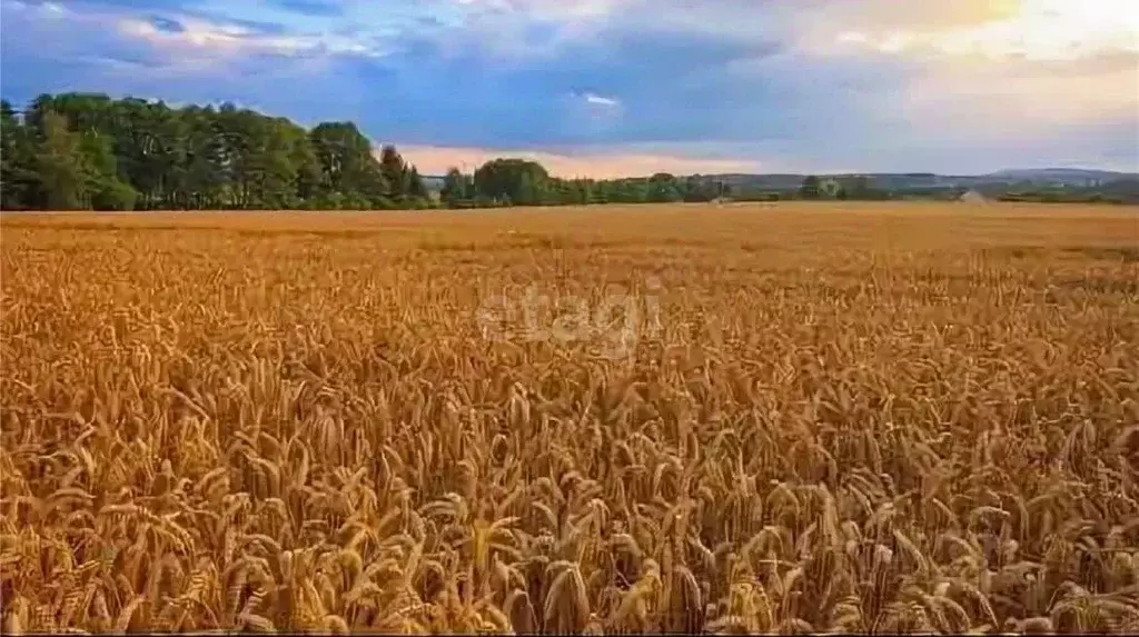 Склад в Новосибирская область, с. Усть-Тарка ул. Транспортная, 6/2Б ... - Фото 2