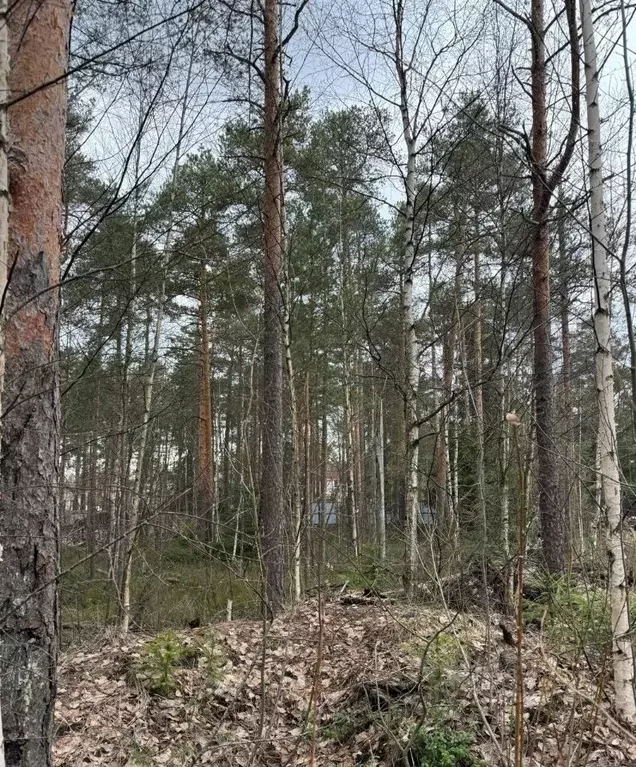 Участок в Ленинградская область, Всеволожск ул. Ломоносова (12.0 сот.) - Фото 0