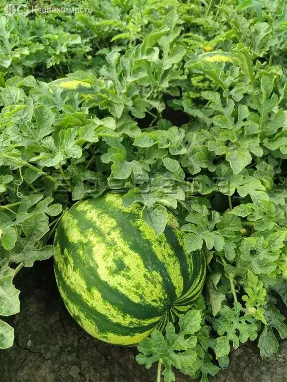 Дом в село Сухобузимское, улица Ленина, 119 (72 м) - Фото 1