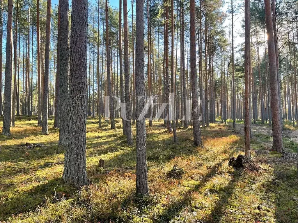 Участок в Ленинградская область, Приозерский район, Петровское с/пос, ... - Фото 1