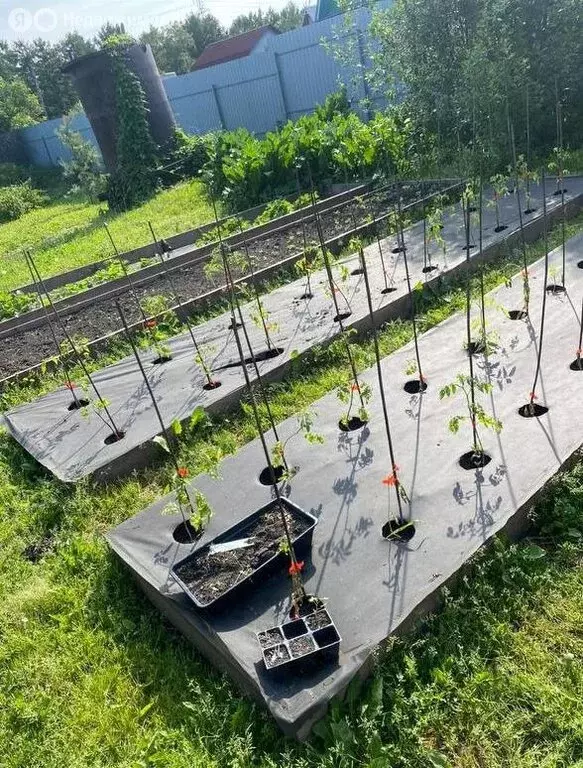 Участок в Омск, ТСН СНТ Любитель-3, 114 (5.8 м) - Фото 0