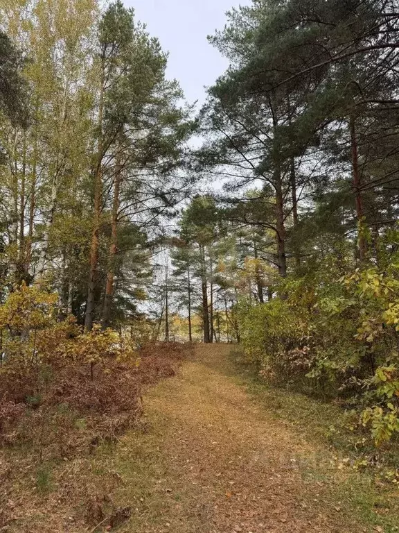 Участок в Костромская область, Красносельский район, Шолоховское ... - Фото 1