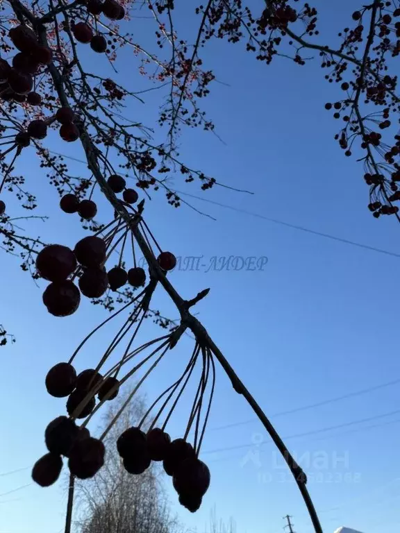 Участок в Алтайский край, Алтайский район, с. Нижнекаменка  (8.0 сот.) - Фото 2