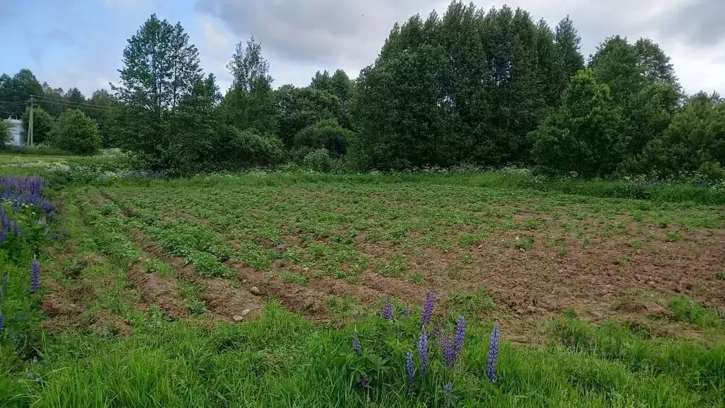 Участок в Псковская область, Куньинский муниципальный округ, д. Камено ... - Фото 1
