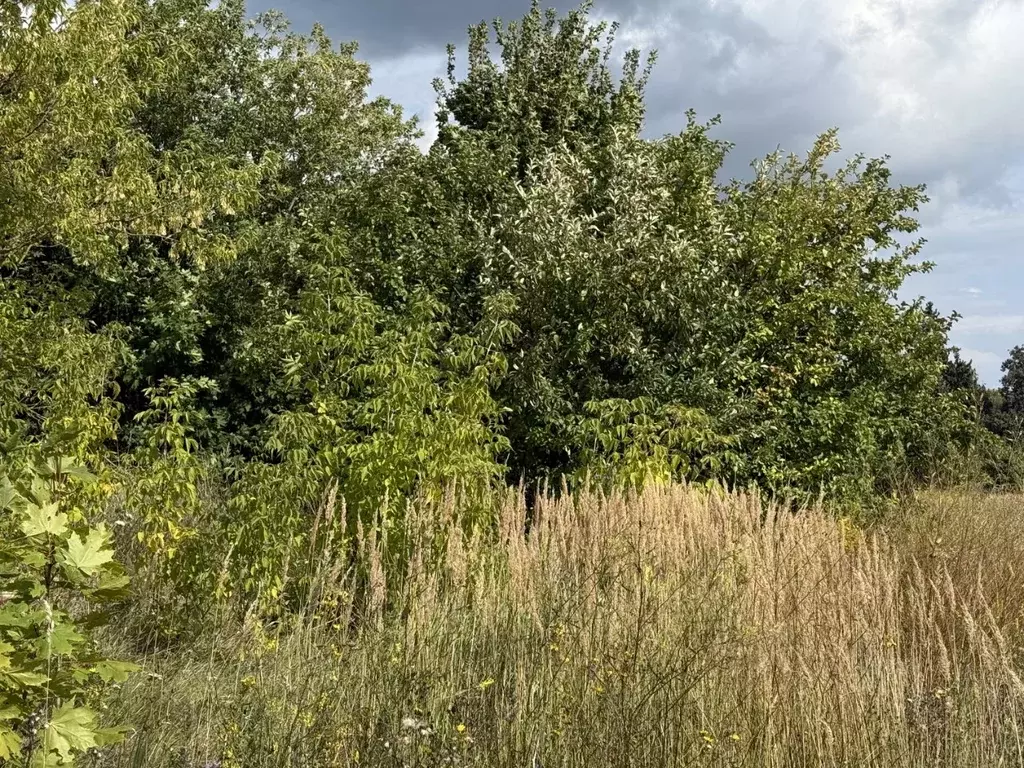 Участок в Московская область, Кашира городской округ, пос. Зендиково  ... - Фото 1