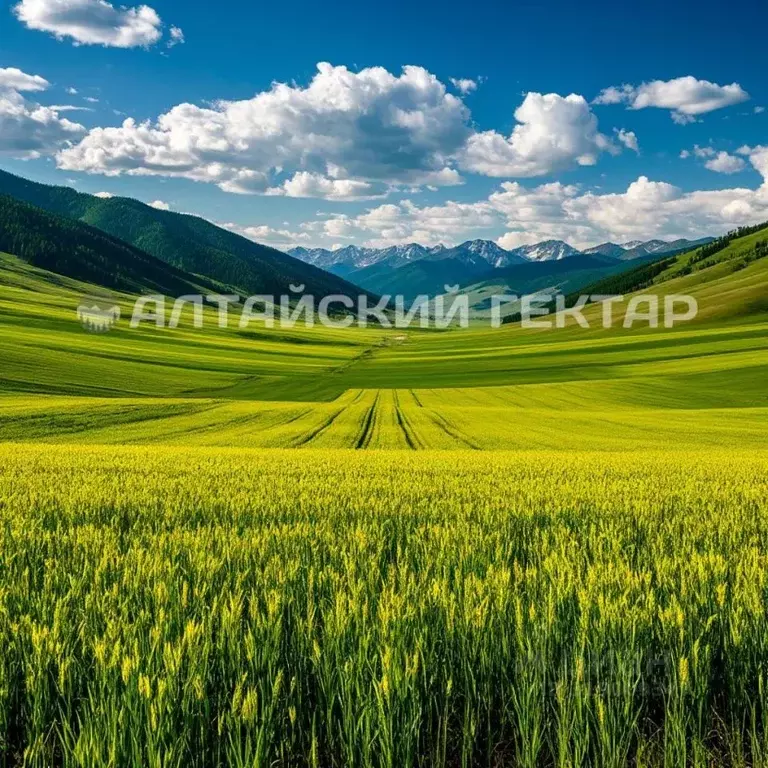 Участок в Алтайский край, Курьинский район, с. Новофирсово  (12178.9 ... - Фото 0