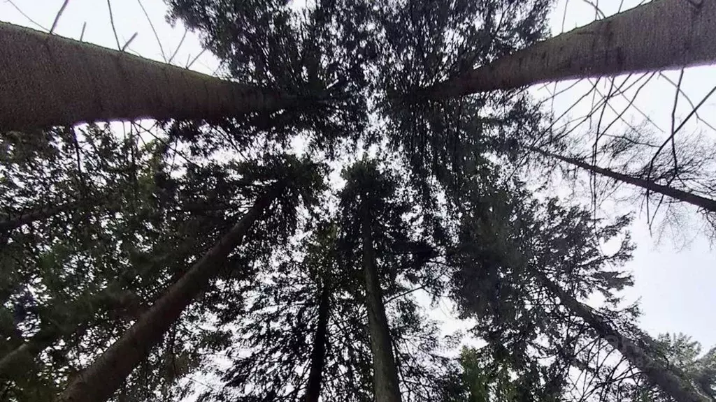 Участок в Московская область, Истра муниципальный округ, пос. ... - Фото 2